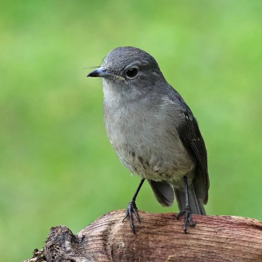 File:White-eyed slaty flycatcher (Melaenornis fischeri toruensis).jpg