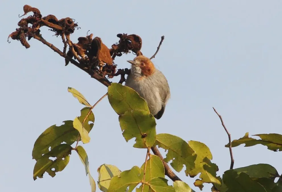 File:Sylvietta ruficapilla subsp ruficapilla, Menongue, Birding Weto, b.jpg