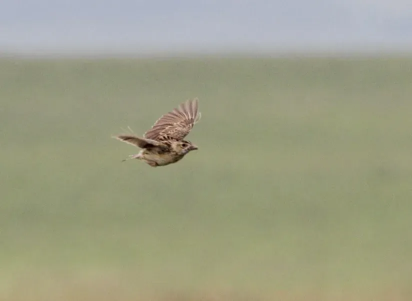 File:Heteromirafra ruddi, Wakkerstroom, Birding Weto, b.jpg