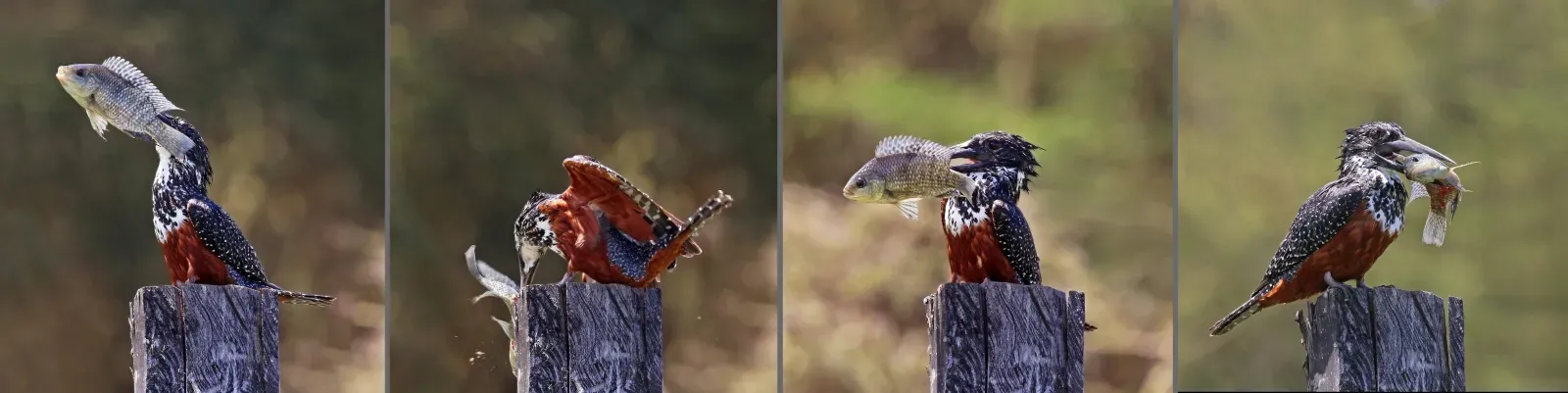 File:Giant kingfisher (Megaceryle maxima) female composite.jpg