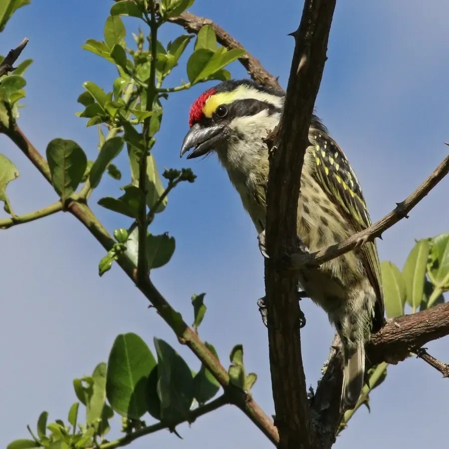 File:Red-fronted barbet (Tricholaema diademata).jpg