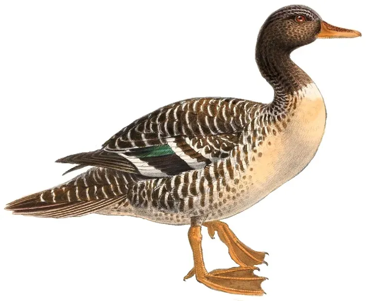 File:Salvadorina waigiuensis 1895 white background.jpg