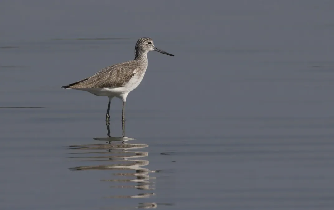File:Tringa nebularia - Common Greenshank, Adana 2016-11-5 05-7.jpg