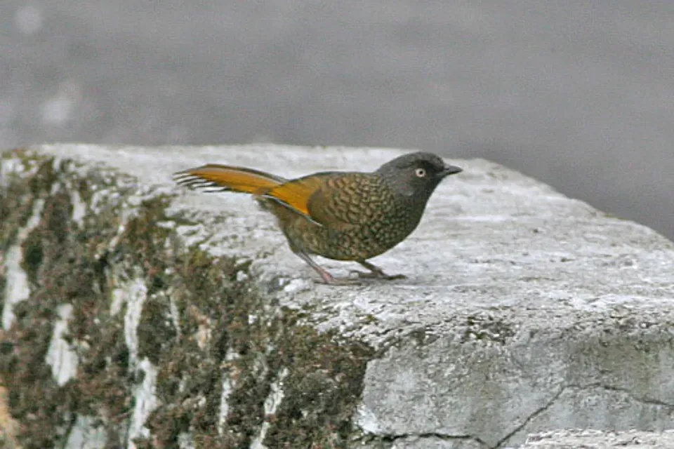 File:Trochalopteron subunicolor, Sengar to Limethang Road, Bhutan 2.jpg