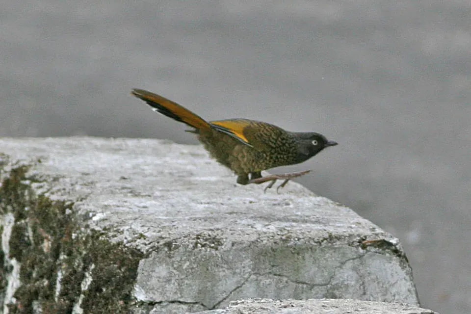 File:Trochalopteron subunicolor, Sengar to Limethang Road, Bhutan 3.jpg