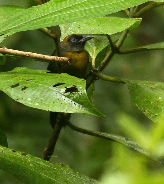 File:Mitrospingus cassinii -Costa Rica-6.jpg