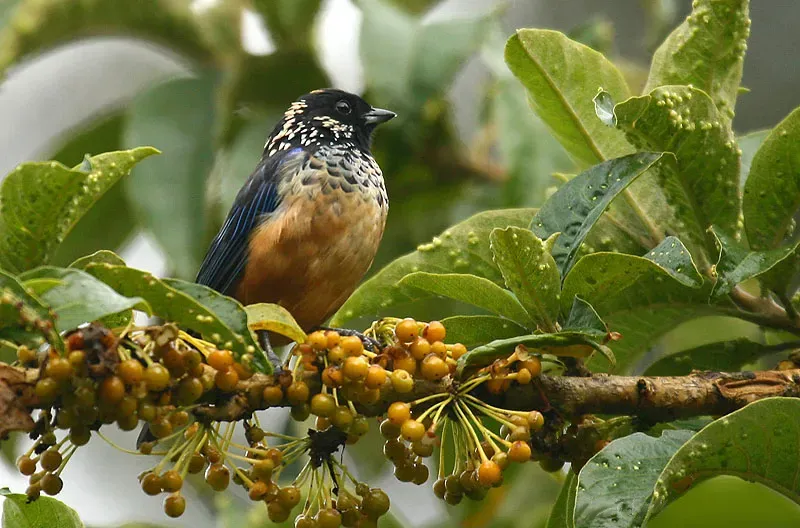File:Tangara dowii -Costa Rica-8.jpg