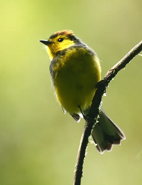 File:Myioborus torquatus -Costa Rica-8.jpg