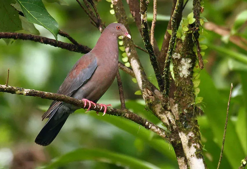 File:Patagioenas flavirostris -Costa Rica-8.jpg