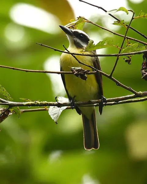 File:Myiodynastes hemichrysus -Costa Rica-8.jpg