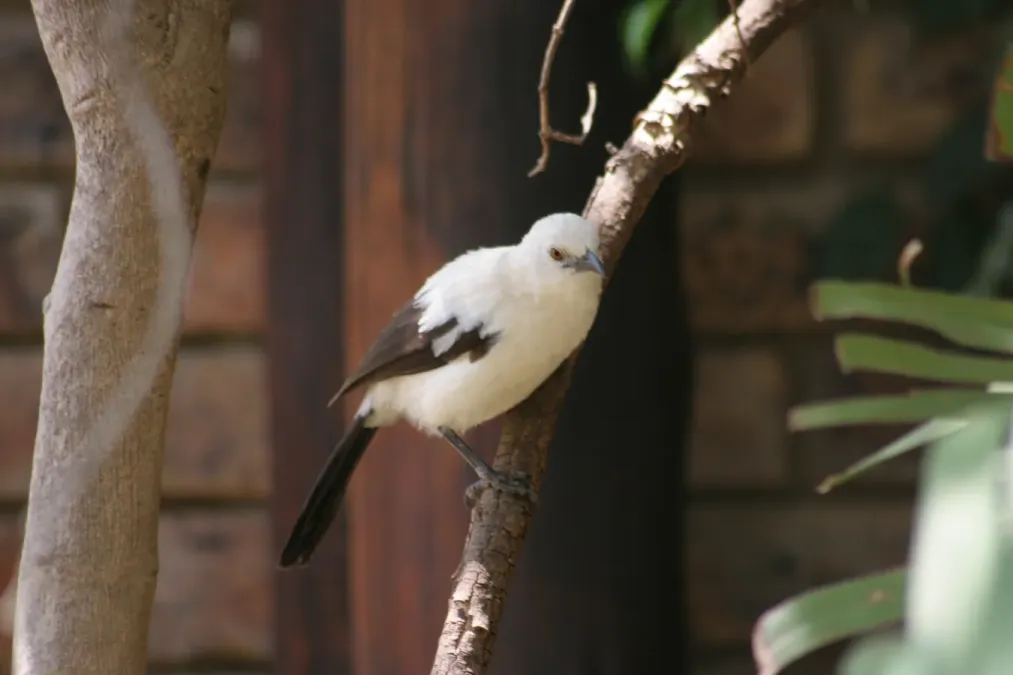 File:Southern Pied-babbler (Turdoides bicolor).jpg