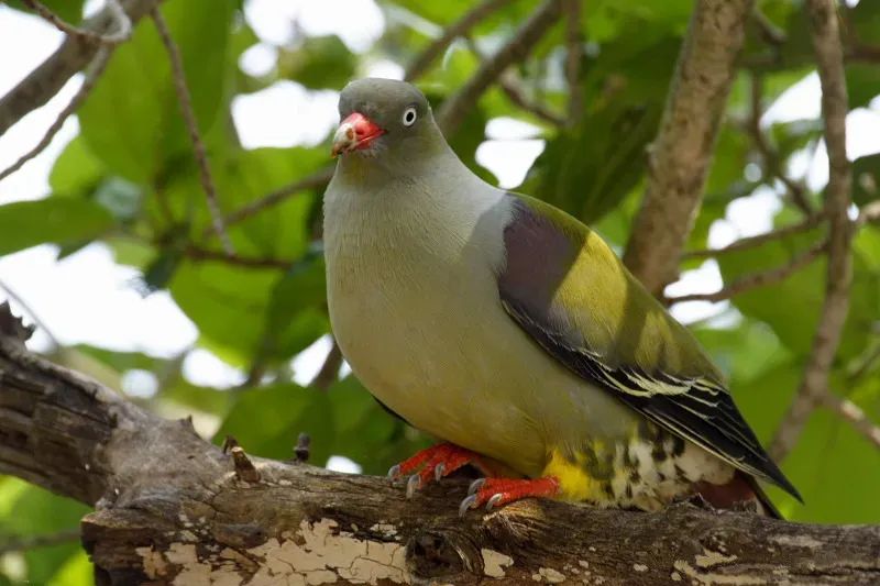 File:African Green Pigeon (Treron calvus), Kruger NP (109583880).jpg