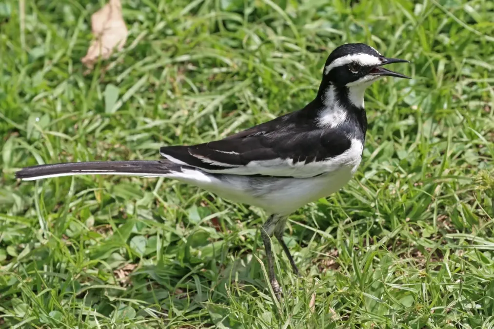 File:African pied wagtail (Motacilla aguimp vidua).jpg