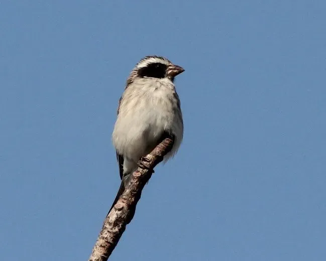 File:Crithagra mennelli, Muanza, Sofala-provinsie, Birding Weto, a.jpg