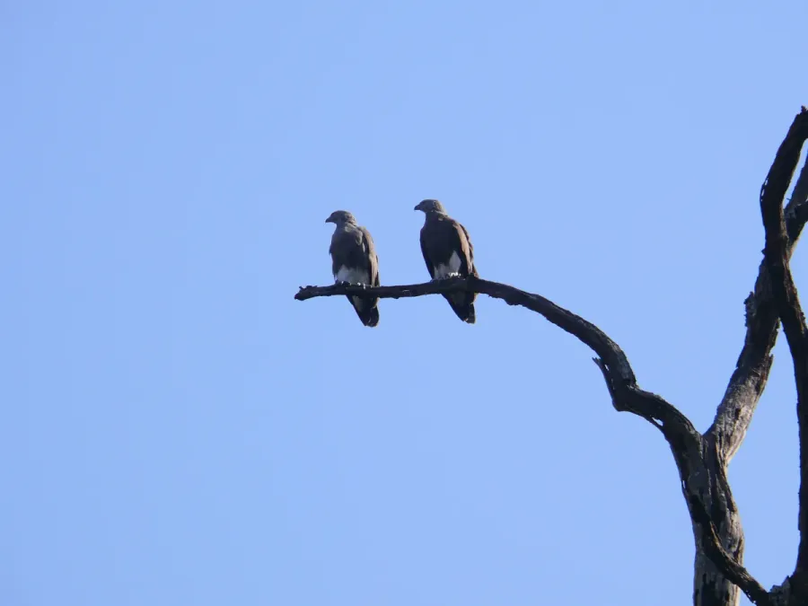 File:Lesser Fish Eagle - Icthyophaga humilis - P1030239.jpg