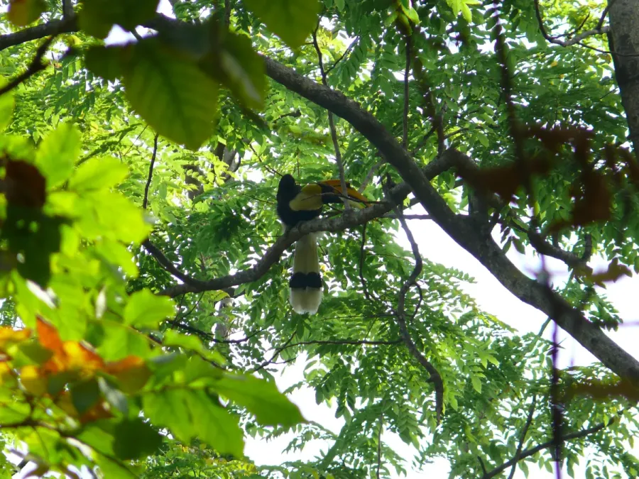 File:Great Hornbill - Buceros bicornis - P1030669.jpg
