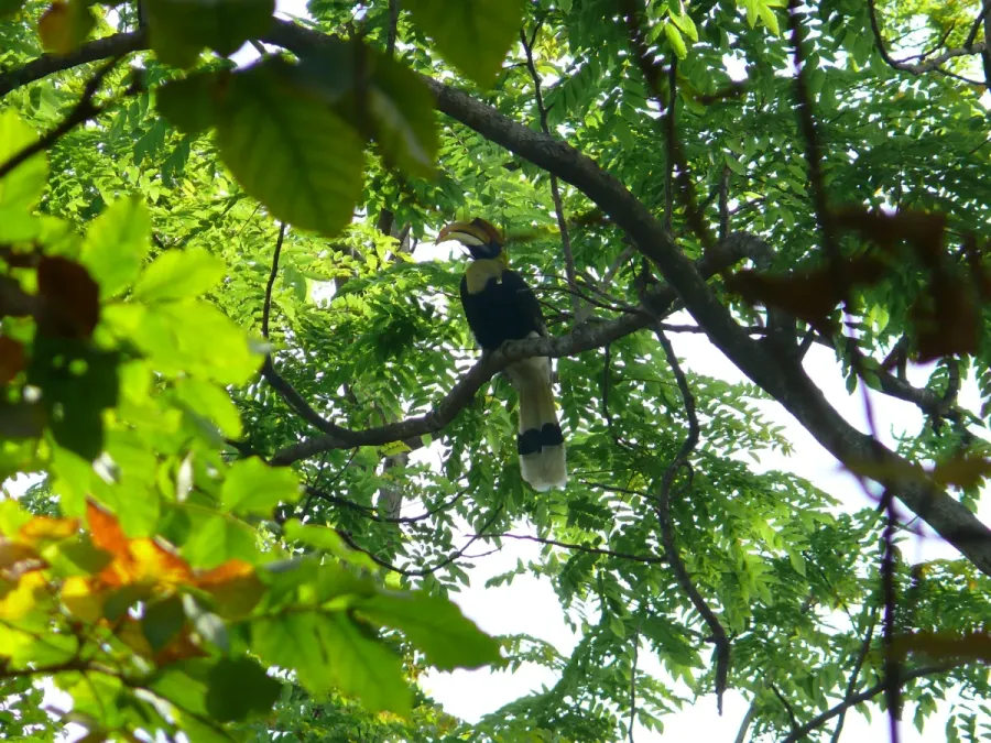 File:Great Hornbill - Buceros bicornis - P1030670.jpg