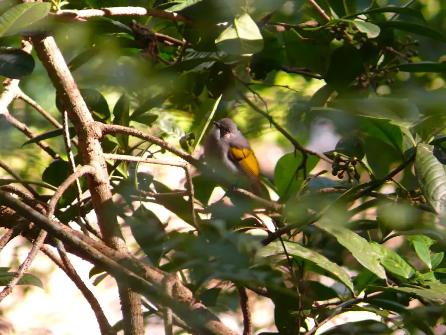 File:Ashy Bulbul - Hemixos flavala - P1020698.jpg