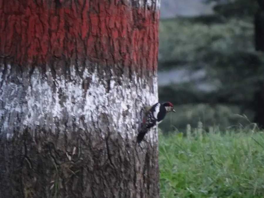 File:Himalayan Woodpecker - Dendrocopos himalayensis - DSC03246.jpg