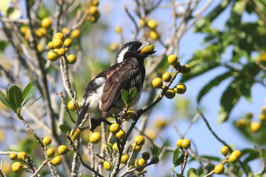 File:White-eared Barbet (Stactolaema leucotis) eating fruit.jpg
