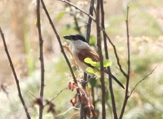File:Bocagia minuta subsp remotus, Gorongosa, Birding Weto, a.jpg