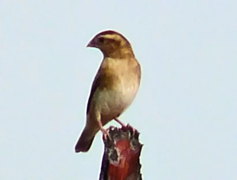 File:Vidua chalybeata (cropped).jpg