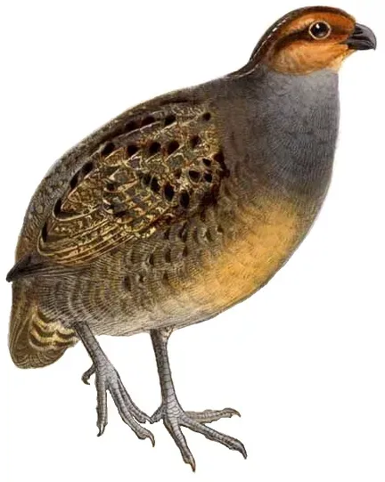 File:Rhynchortyx cinctus white background.jpg