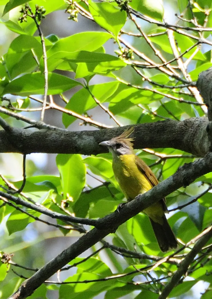 File:White-throated Bulbul (Alophoixus flaveolus) in tree, from front.jpg