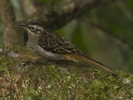 File:Certhia discolor.jpg