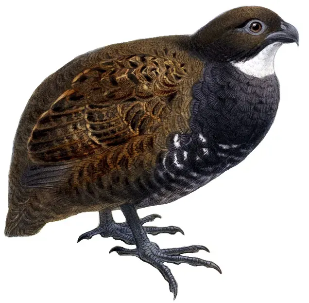File:Odontophorus leucolaemusCJ-AvesP74A white background.jpg