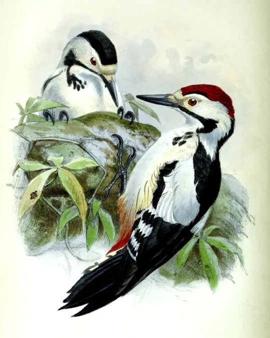 File:Dendrocopos assimilis.jpg