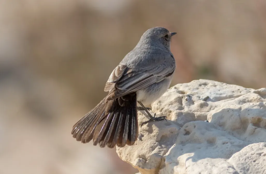 File:Blackstart (Oenanthe melanura).jpg