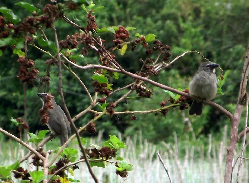 File:Saltator olivascens (La Guanota, Venezuela) -cropped.jpg