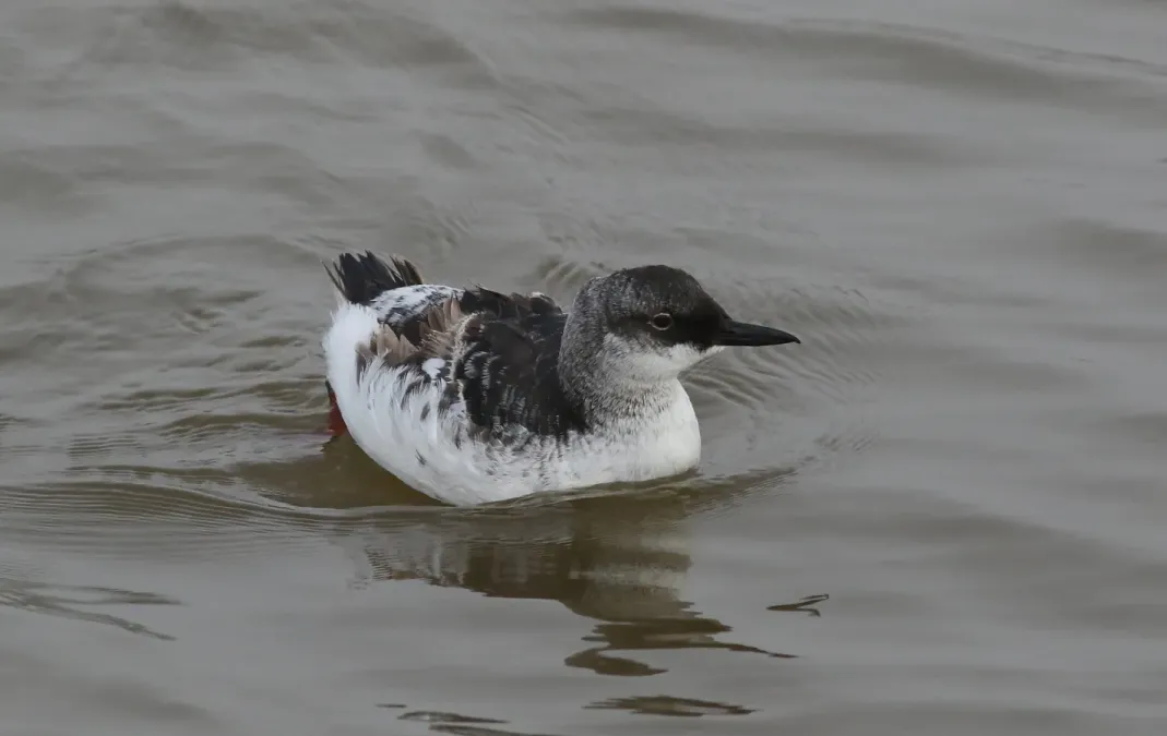 File:Pigeon guillemot, Cepphus columba, in winter plumage at Moss Landing (Elkhorn Slough), California, USA. (30869423382).jpg