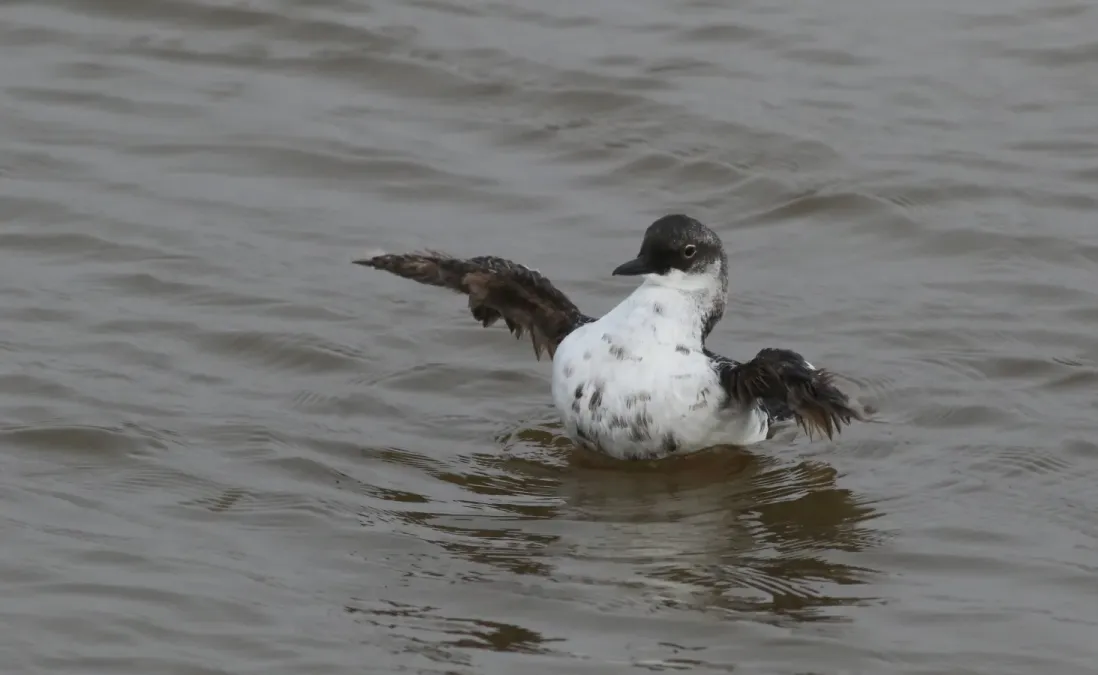 File:Pigeon guillemot, Cepphus columba, in winter plumage at Moss Landing (Elkhorn Slough), California, USA. (30950642476).jpg