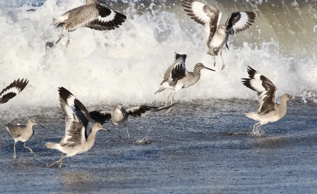 File:Willet, Tringa semipalmata, Moss Landing and Monterey area, California, USA. (30803407462).jpg