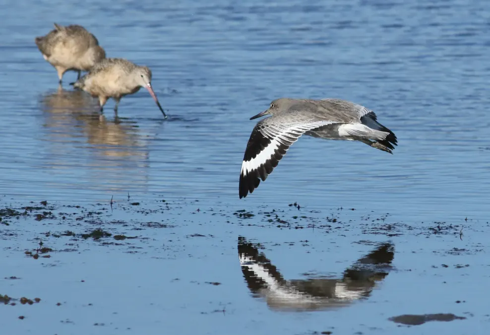 File:Willet, Tringa semipalmata, Moss Landing and Monterey area, California, USA. (30285169994).jpg