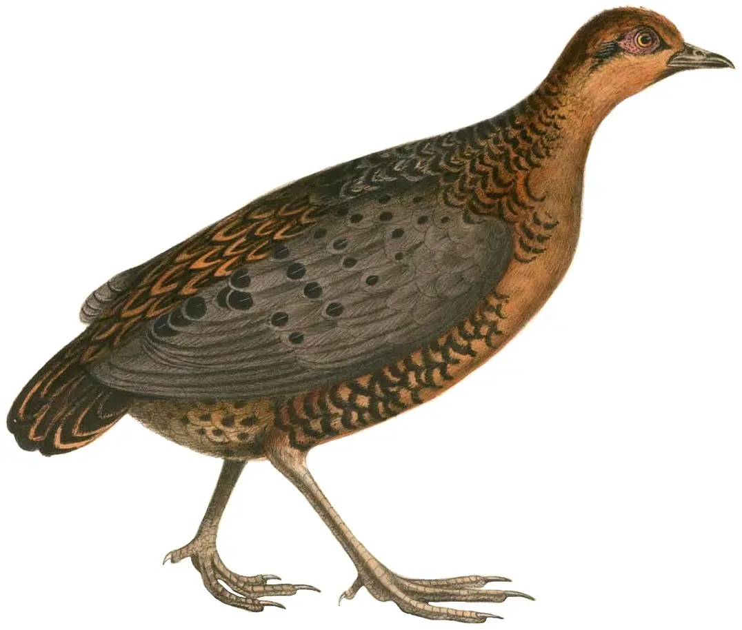 File:Caloperdix oculeus Hardwicke white background.jpg