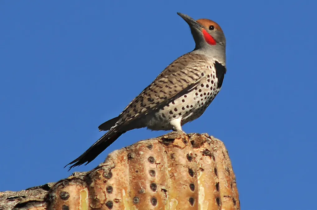 File:Gilded Flicker (Colaptes chrysoides) on top of cactus.jpg