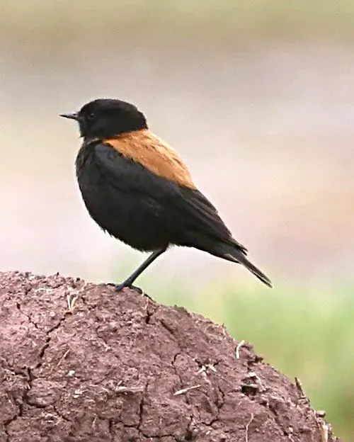 File:Andean Negrito (Lessonia oreas) on the ground, side view.jpg