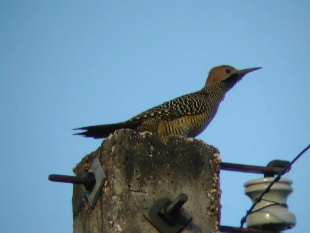 File:Fernandinas Flicker (Colaptes fernandinae).jpg