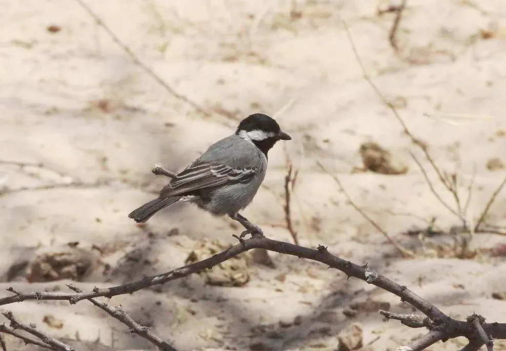 File:Melaniparus cinerascens subsp cinerascens, Trans-Kalahari-hoofweg, Birding Weto, a.jpg