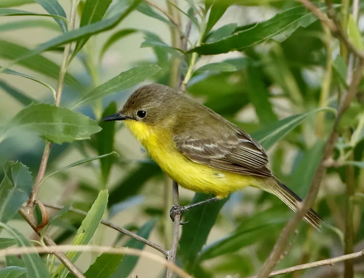 File:Pseudocolopteryx dinelliana - Dinelli's doradito.jpg