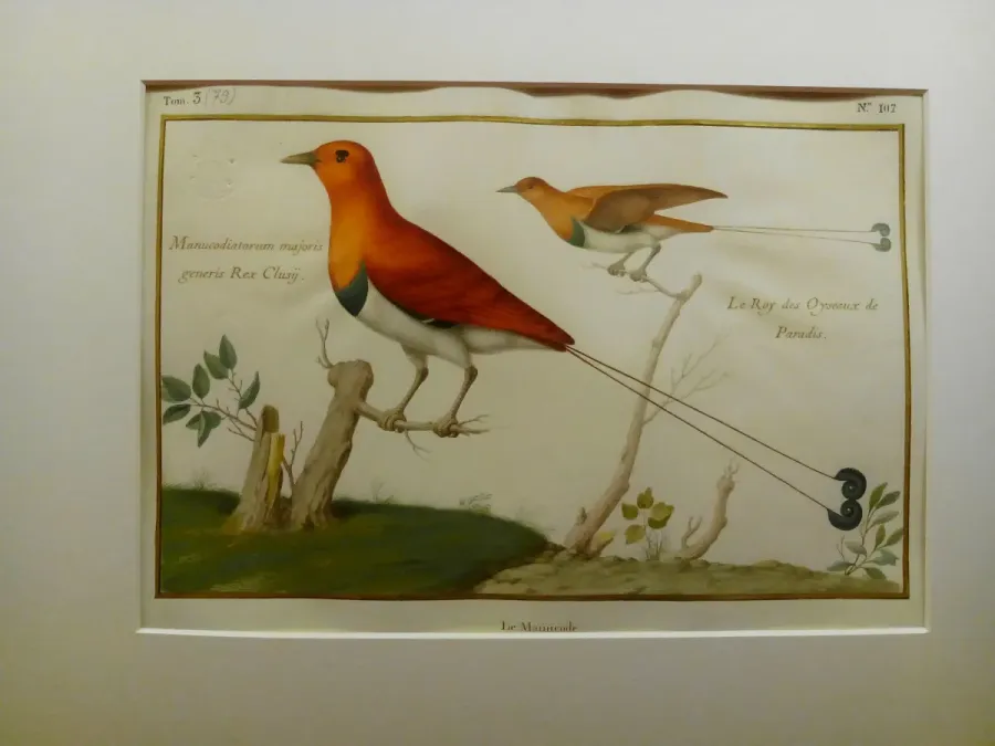 File:Cicinnurus regius Nicolas Robert.jpg