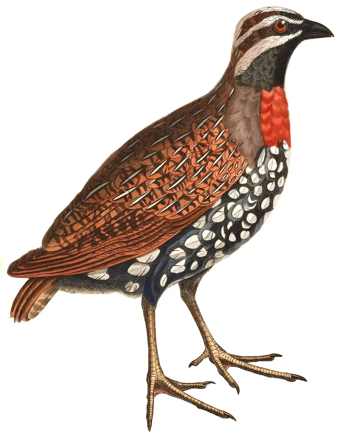 File:Margaroperdix madagarensis 1838 white background.jpg