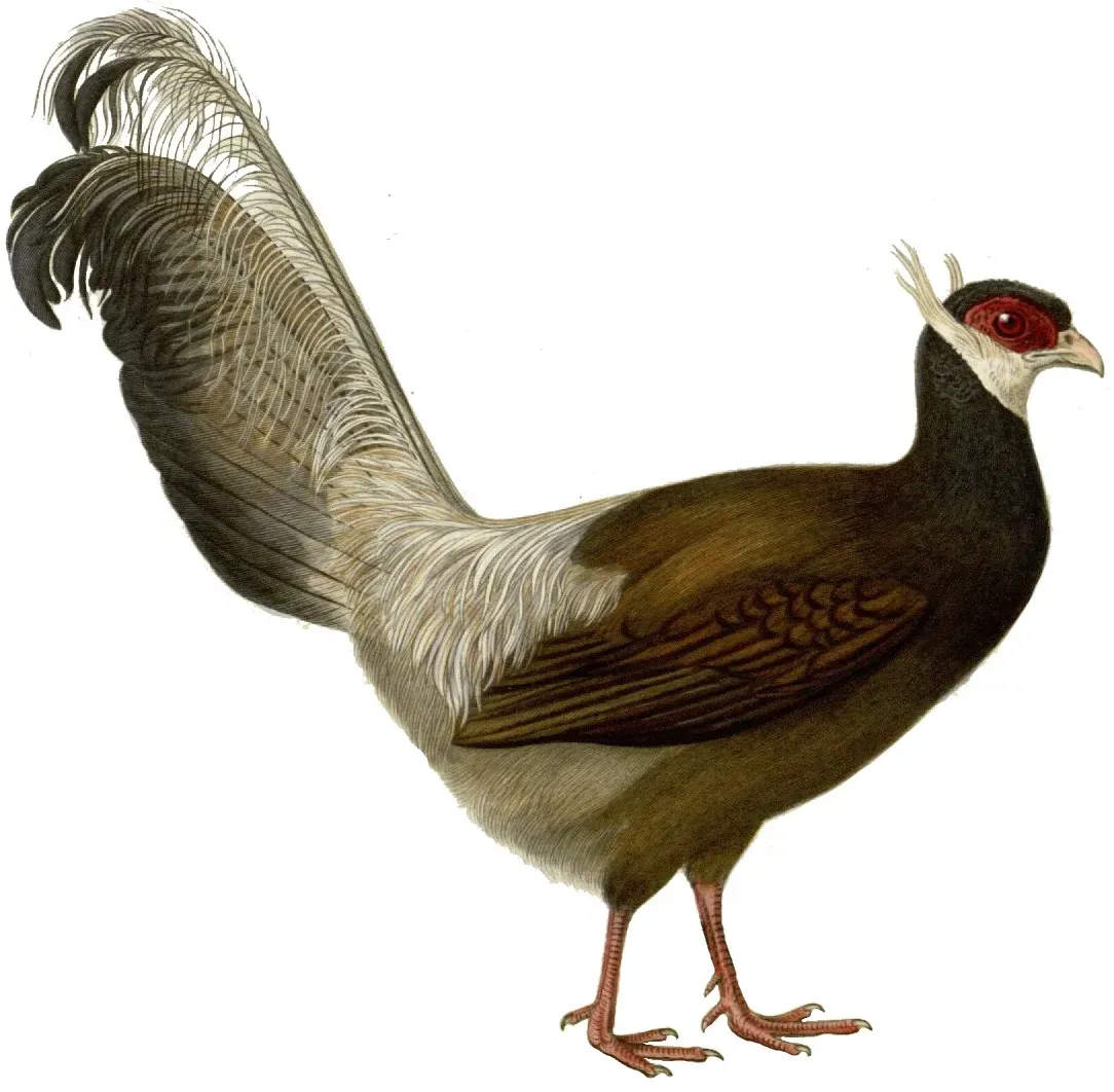 File:Crossoptilon auritum white background.jpg