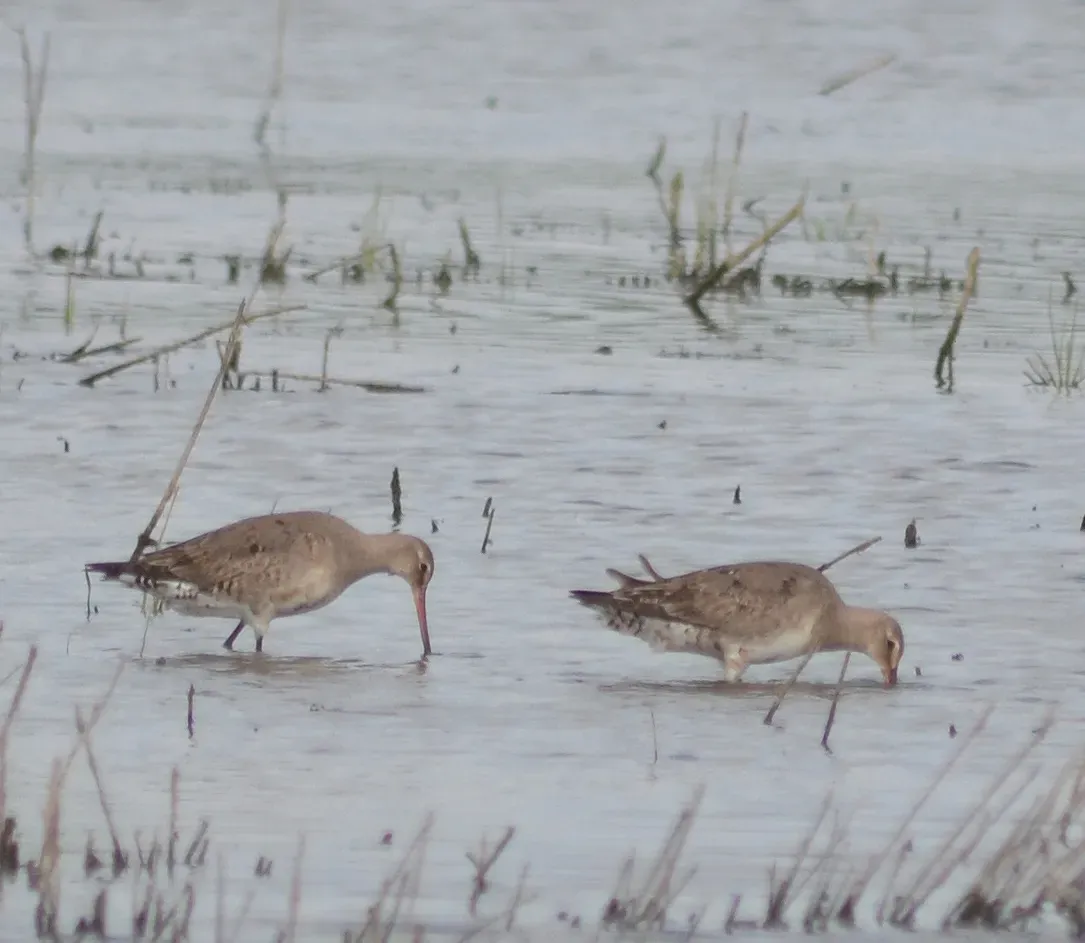 File:Hudsonian Godwits (Limosa haemastica) (14922242497) (cropped).jpg