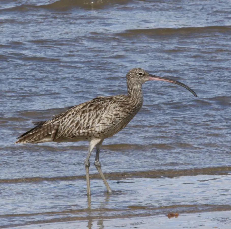 File:Numenius madagascariensis (24579532551) (cropped).jpg