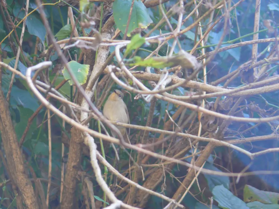 File:Small Niltava - Niltava macgrigoriae - P1050395.jpg