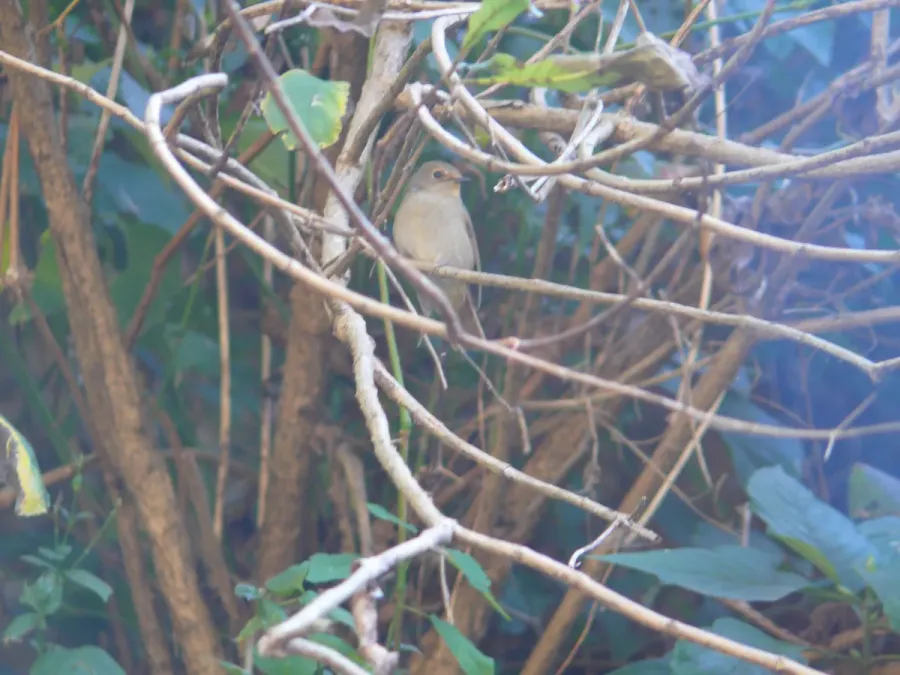 File:Small Niltava - Niltava macgrigoriae - P1050397.jpg